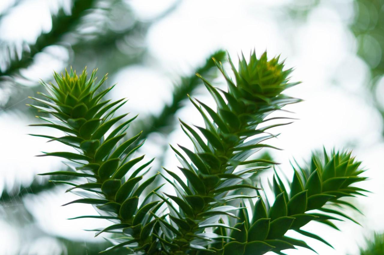 Le Gite Araucaria Le Tilleul Bagian luar foto